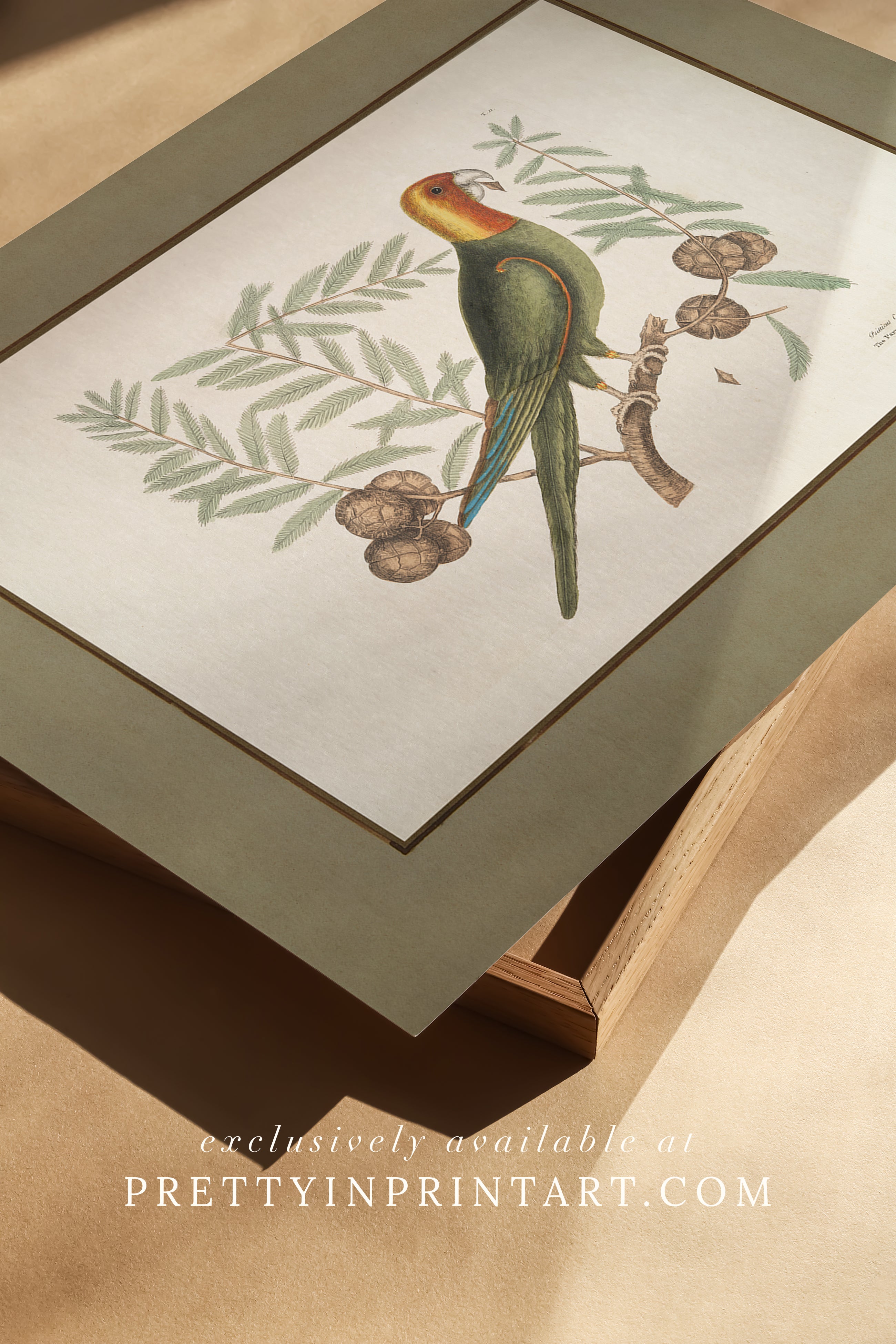 Framed vintage bird art print – antique bird illustration in solid wood Italian frame with tortoise-effect finish