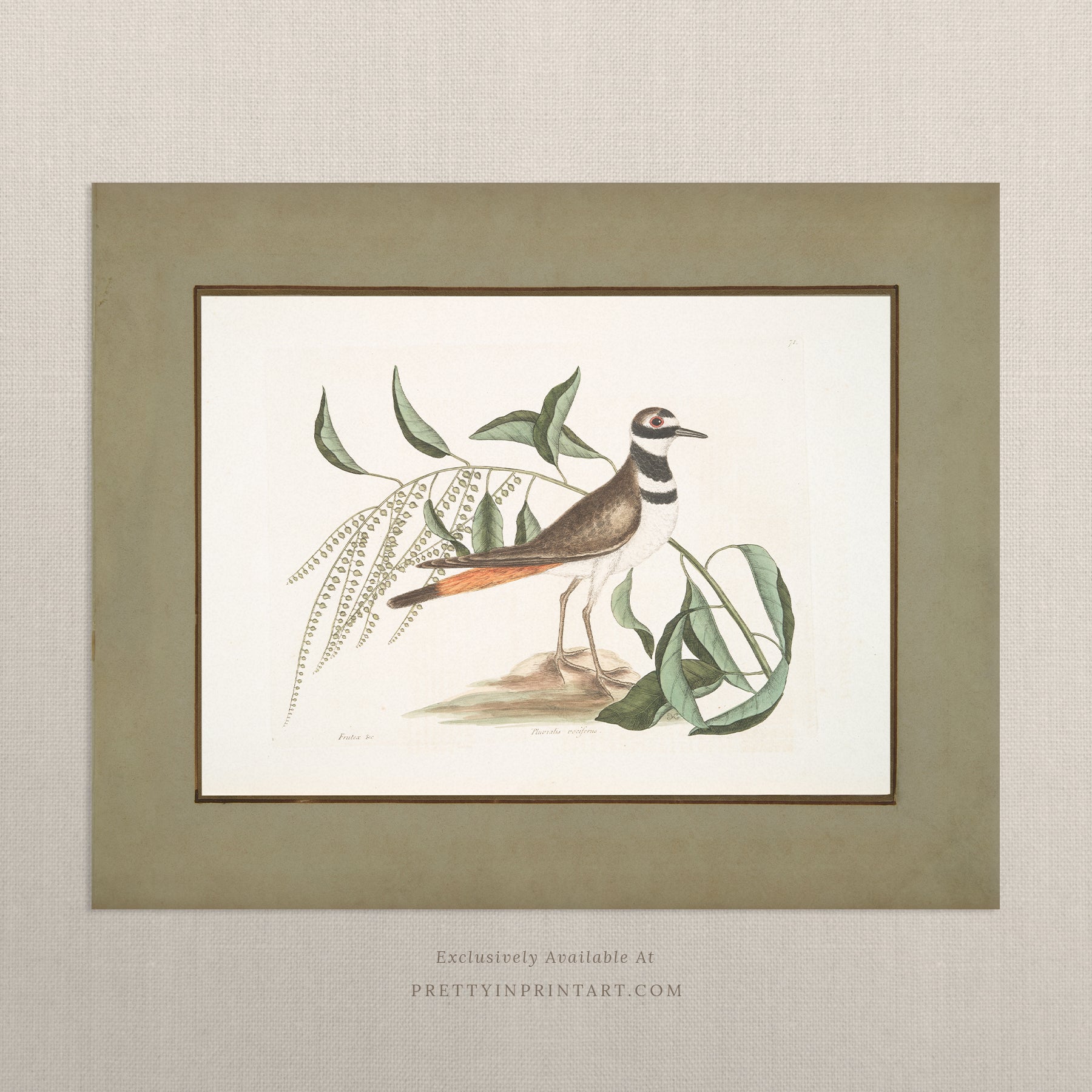 Framed vintage bird art print – antique bird illustration in solid wood Italian frame with tortoise-effect finish