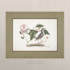 Vintage Bird Art Print 00914 | Unframed