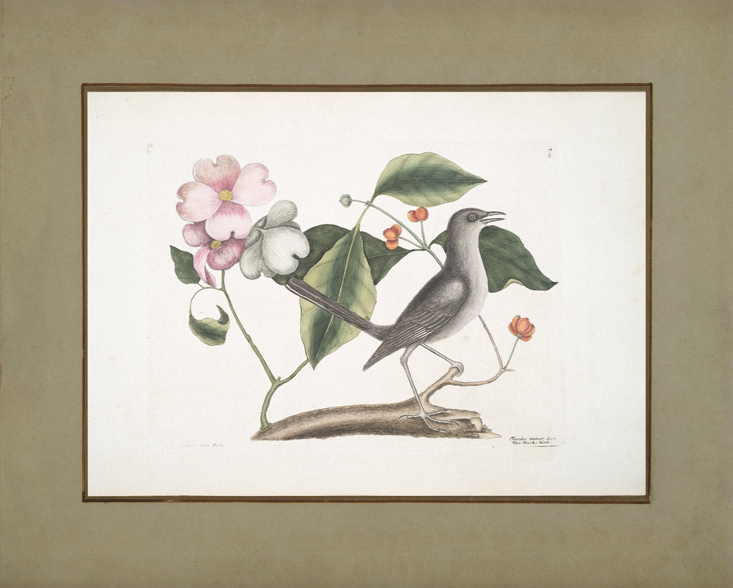 Vintage Bird Art Print 00914 | Unframed