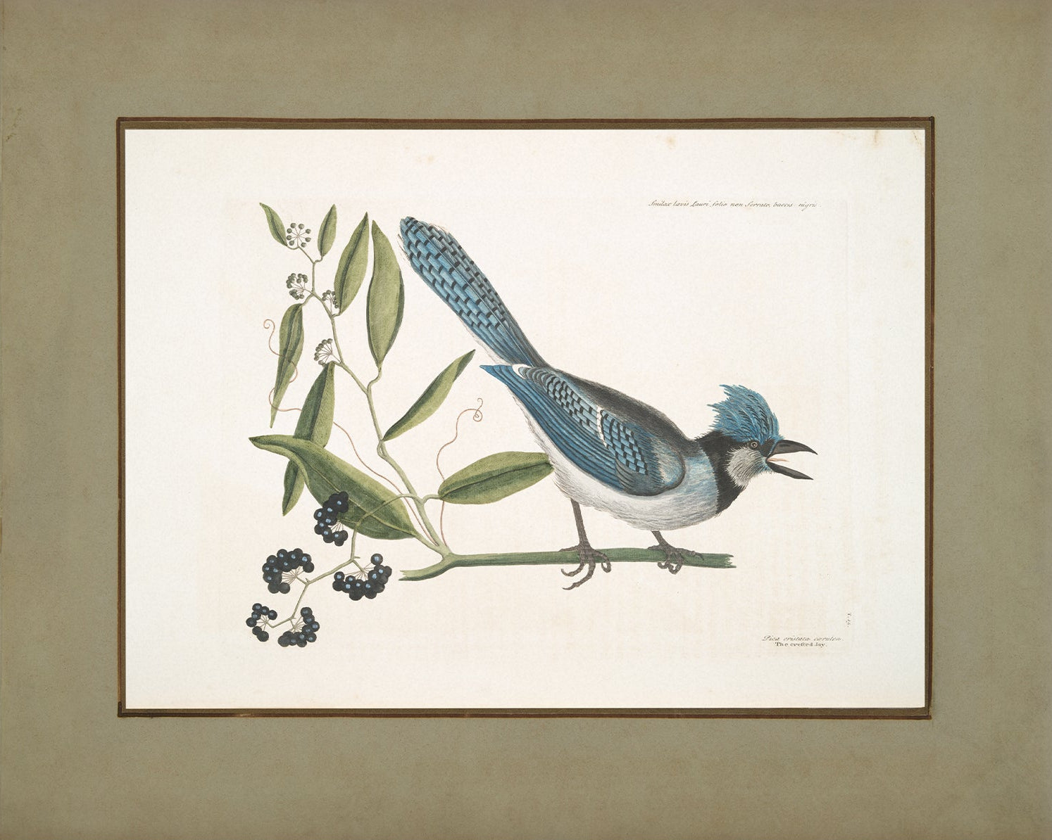 Vintage Bird Art Print 00915 | Unframed