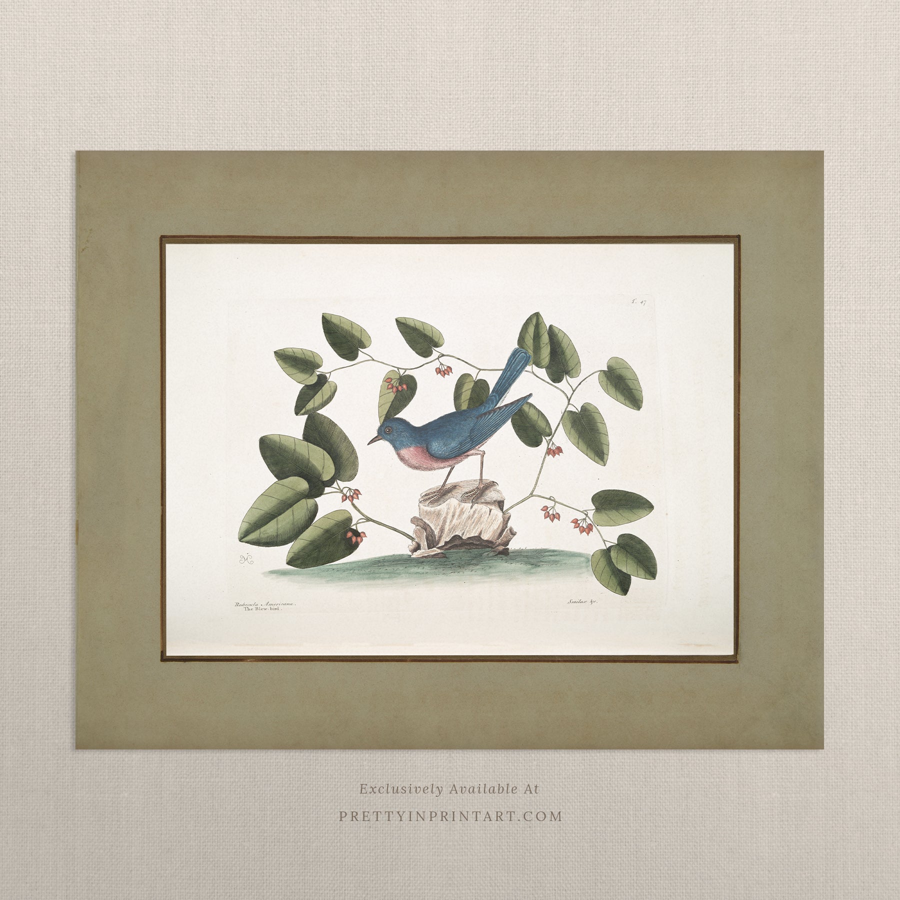 Framed vintage bird art print – antique bird illustration in solid wood Italian frame with tortoise-effect finish