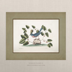 Vintage Bird Art Print 00916 | Unframed