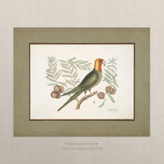 Vintage Bird Art Print 00917 | Unframed