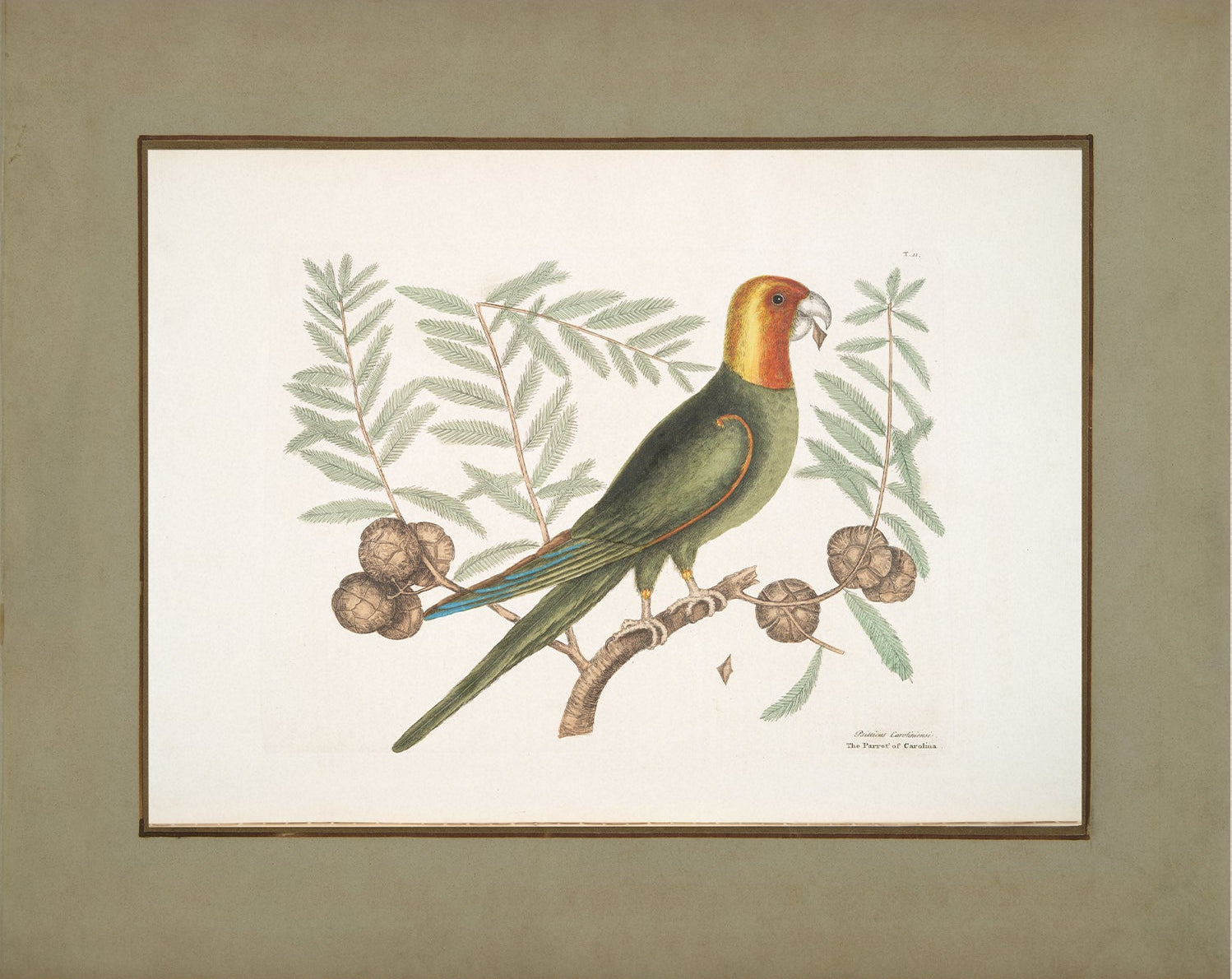 Vintage Bird Art Print 00917 | Unframed