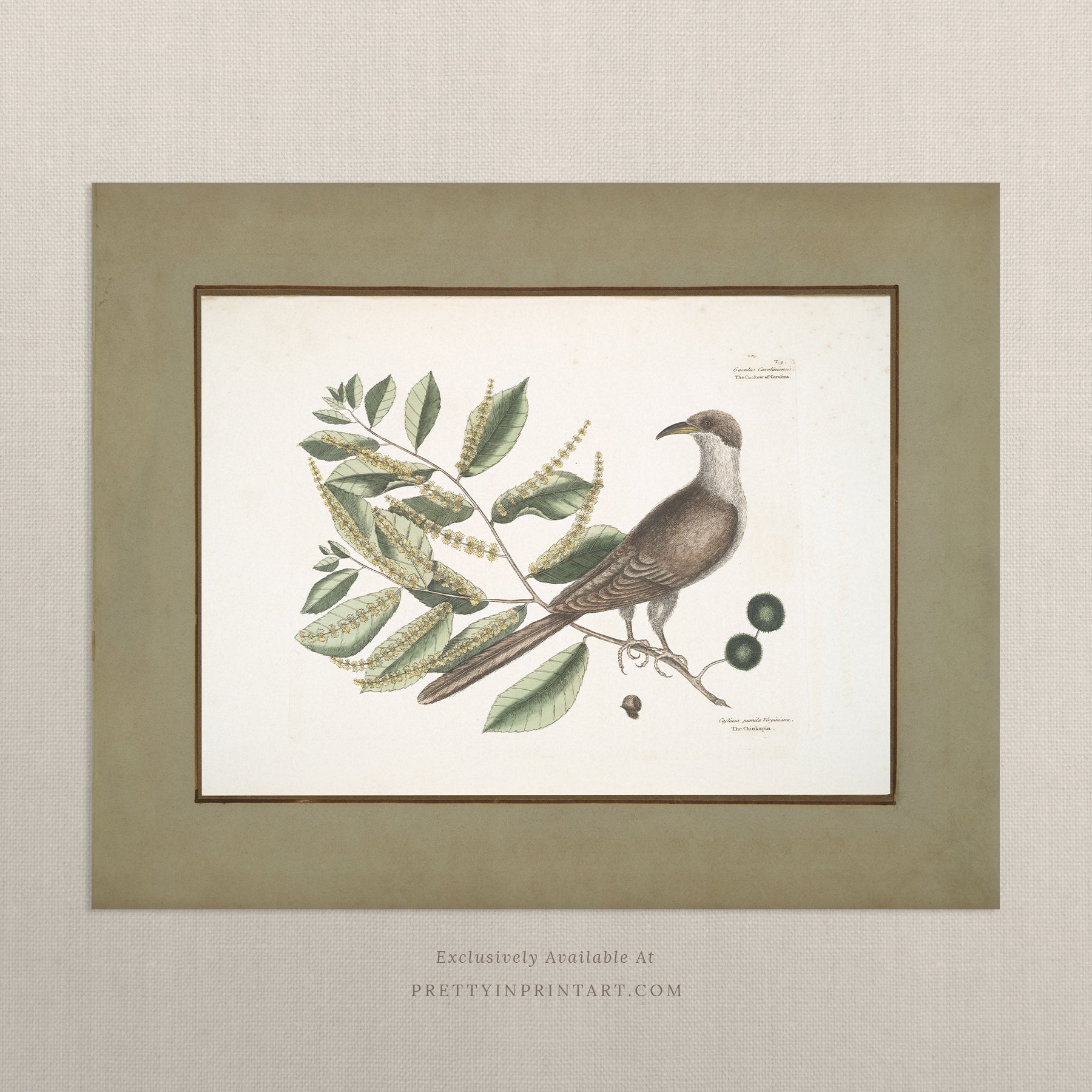 Framed vintage bird art print – antique bird illustration in solid wood Italian frame with tortoise-effect finish