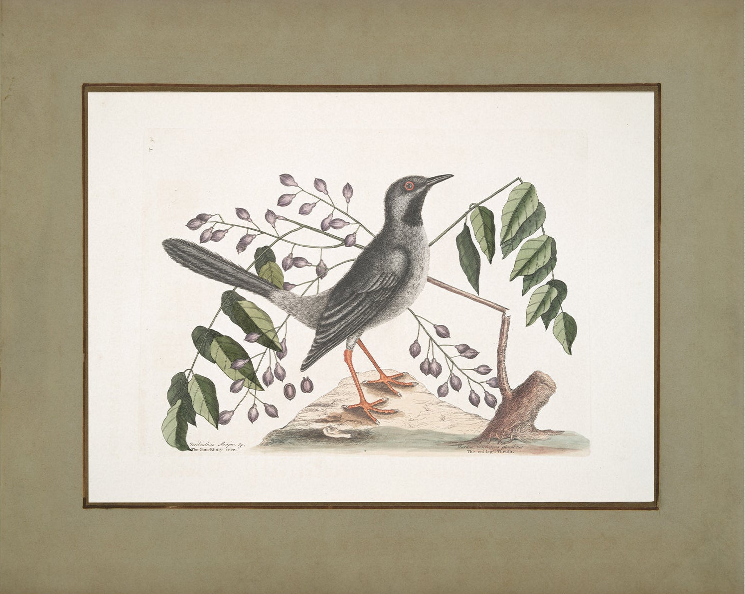 Vintage Bird Art Print 00919 | Unframed