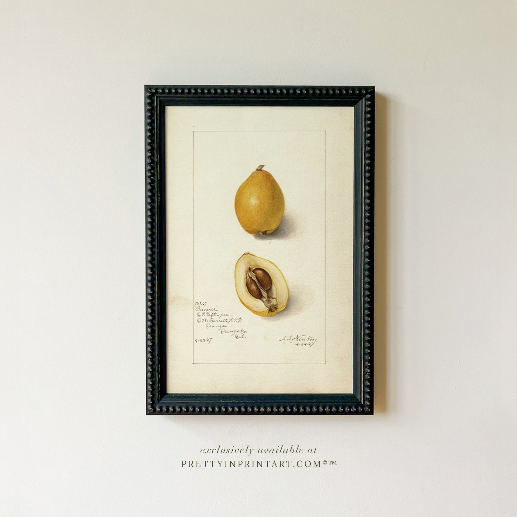 Black bobbin frame with vintage fruit botanical still life art for cottagecore, farmhouse, and traditional interiors