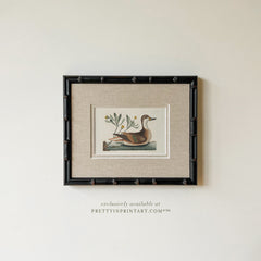 Framed & Mounted Vintage Duck Art 003482 | 269