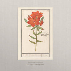 Vintage Orange Lily Botanical Art Print – Antique Style Wall Art, Unframed (005)