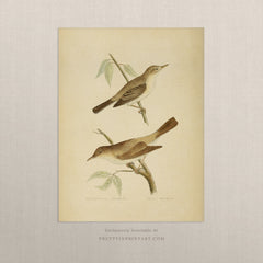 Vintage Bird Print for Classic Interiors 001 | Unframed