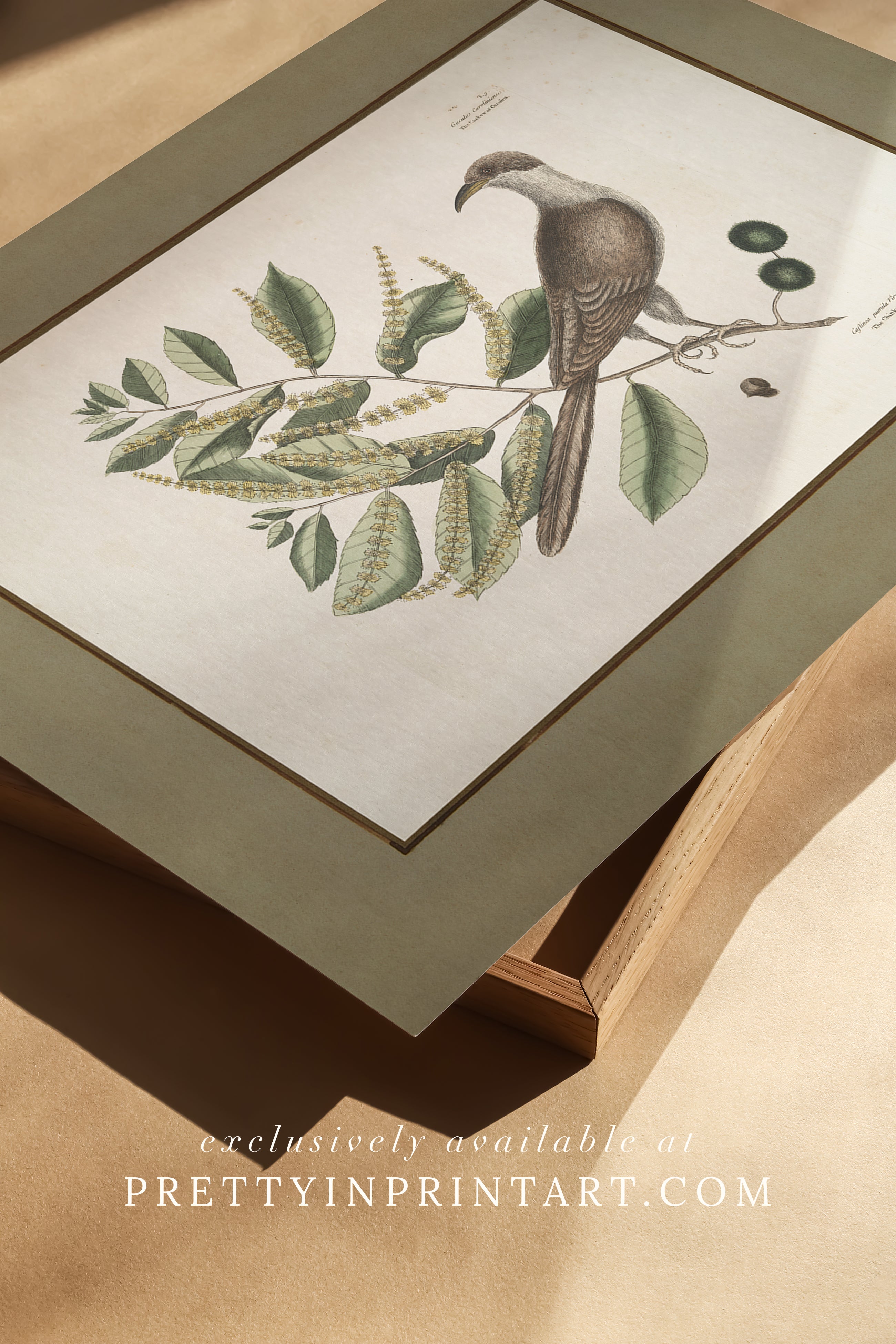 Framed vintage bird art print – antique bird illustration in solid wood Italian frame with tortoise-effect finish