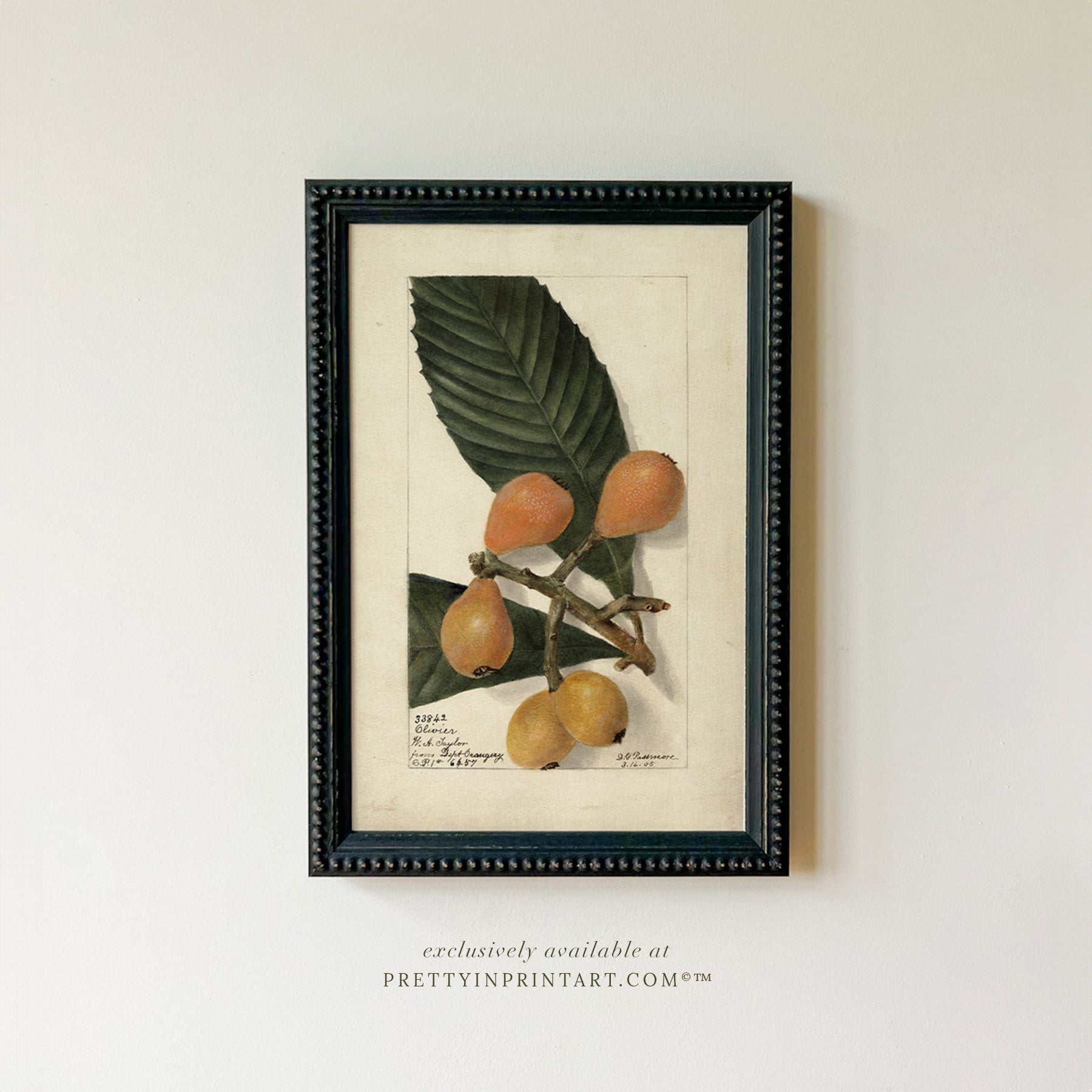 Black bobbin frame with vintage fruit botanical still life art for cottagecore, farmhouse, and traditional interiors