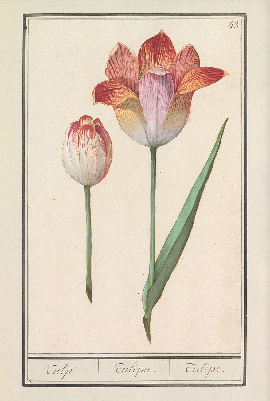 Vintage Flower Art | 004 | Unframed