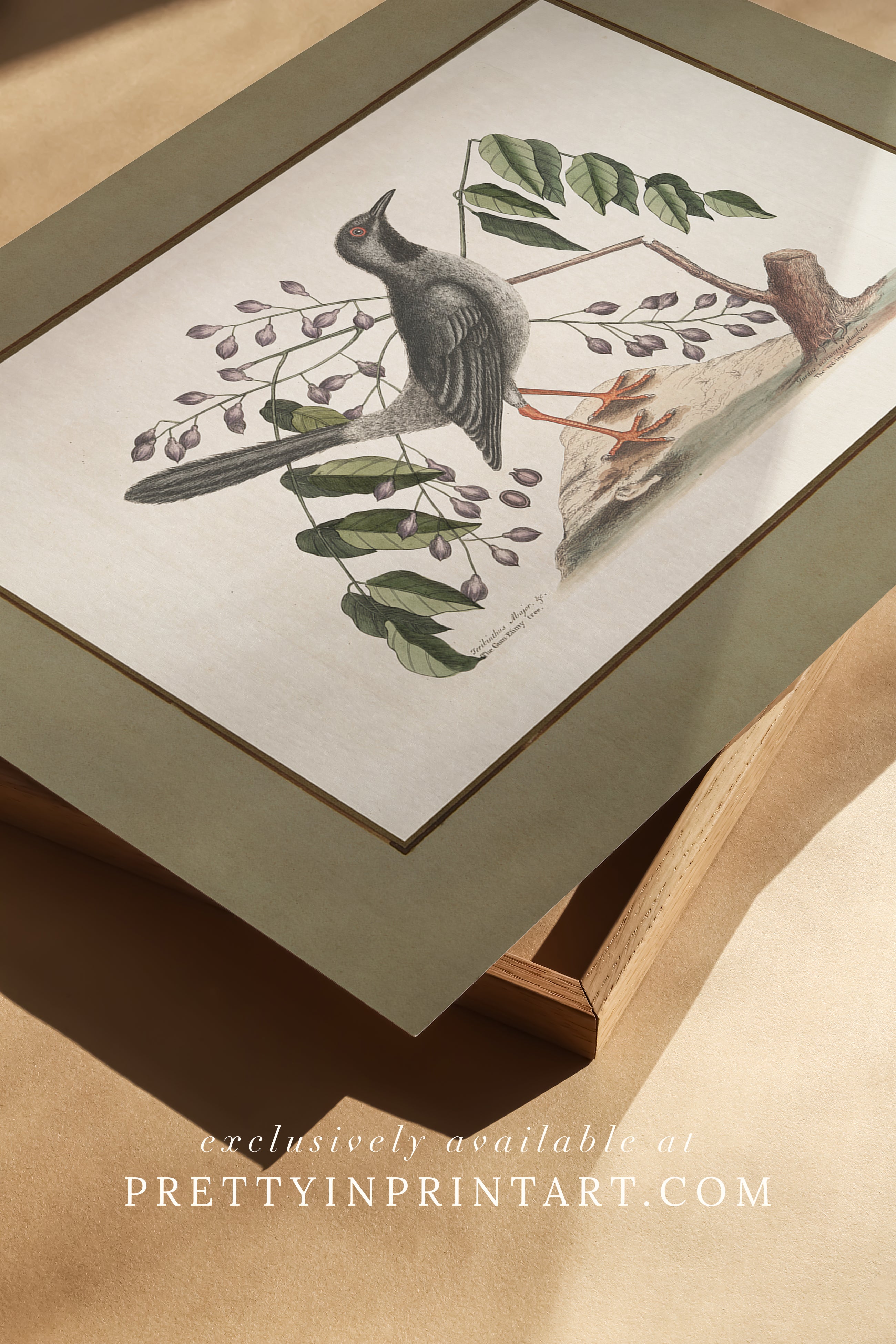 Framed vintage bird art print – antique bird illustration in solid wood Italian frame with tortoise-effect finish