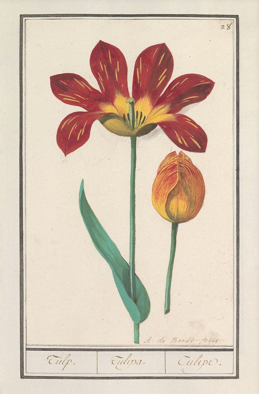 Vintage Flower Art | 003 | Unframed