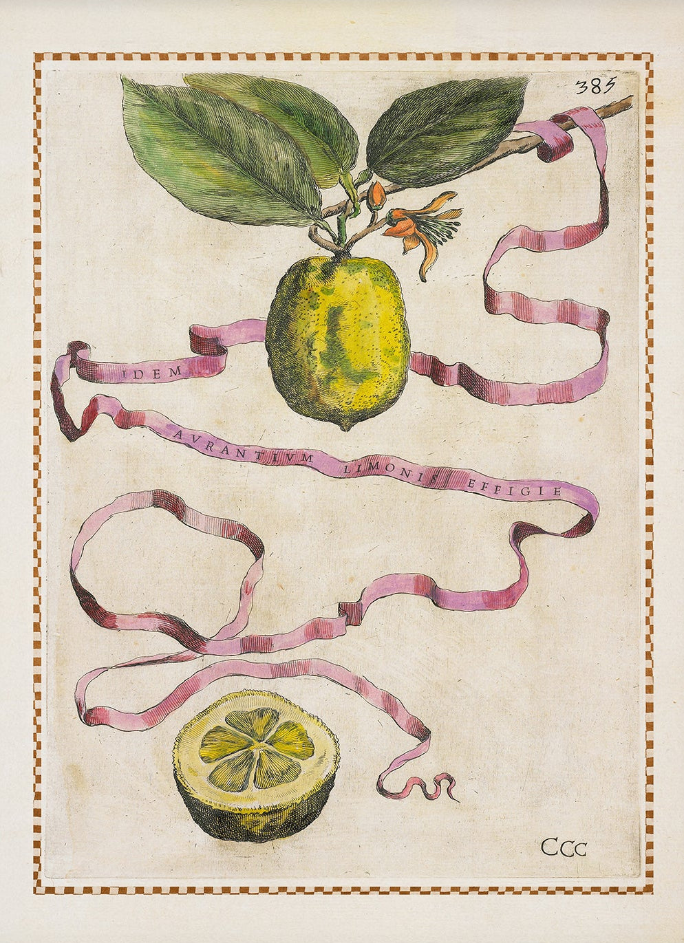 Italian Citrus Fruit Print – Vintage Orange & Lemon Wall Art 002 | Fine Art Print