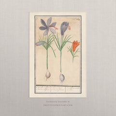Vintage Flower Art | 002 | Fine Art Print
