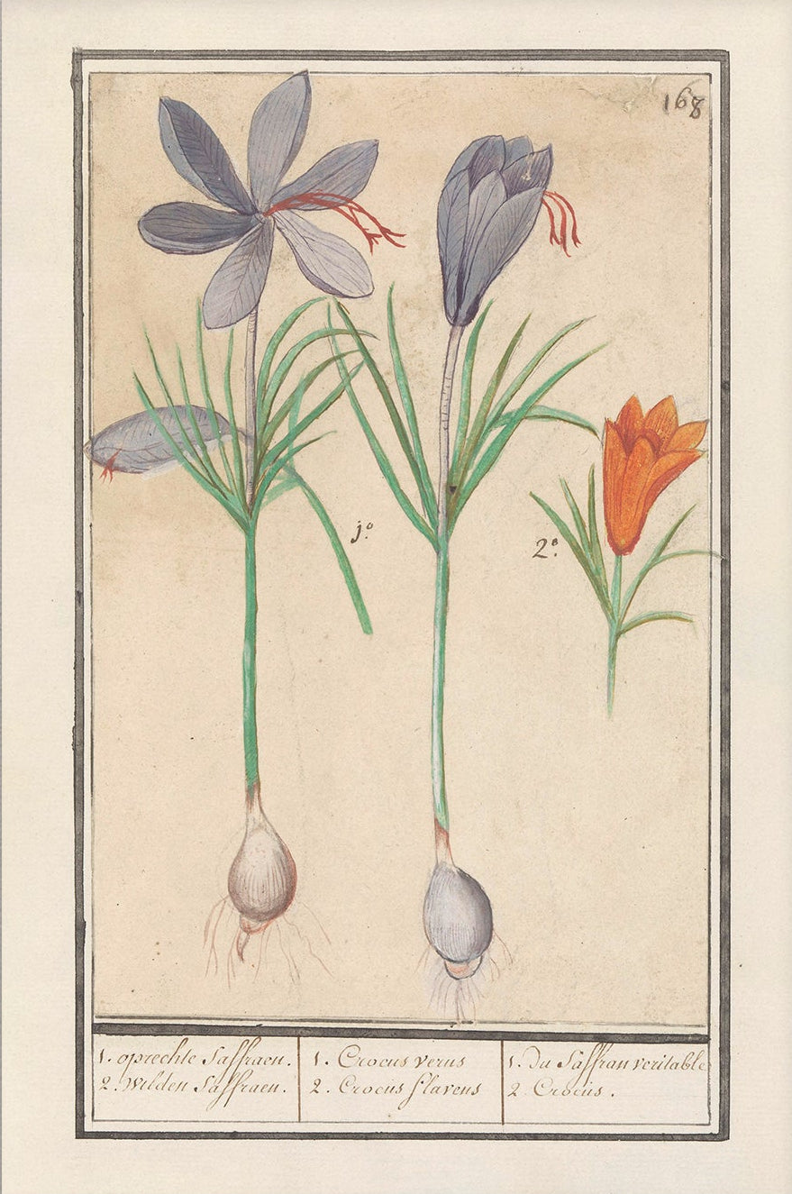 Vintage Flower Art | 002 | Fine Art Print