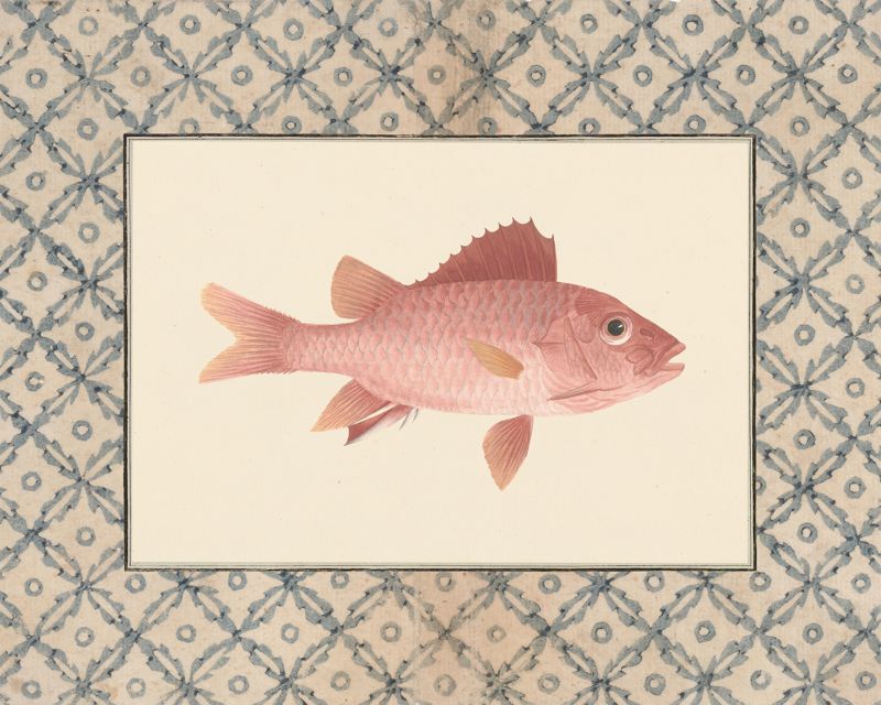 Vintage coral-pink fish art print with a blue lattice border, flat artwork image