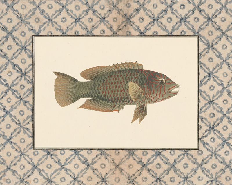 Vintage olive-green fish art print with a blue lattice border, flat artwork image
