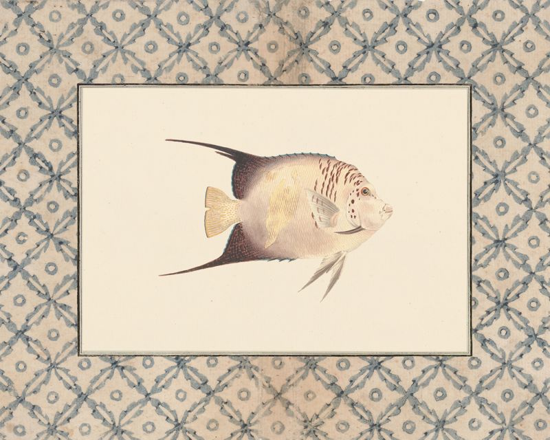 Vintage cream and charcoal angelfish art print with a blue lattice border, flat artwork image