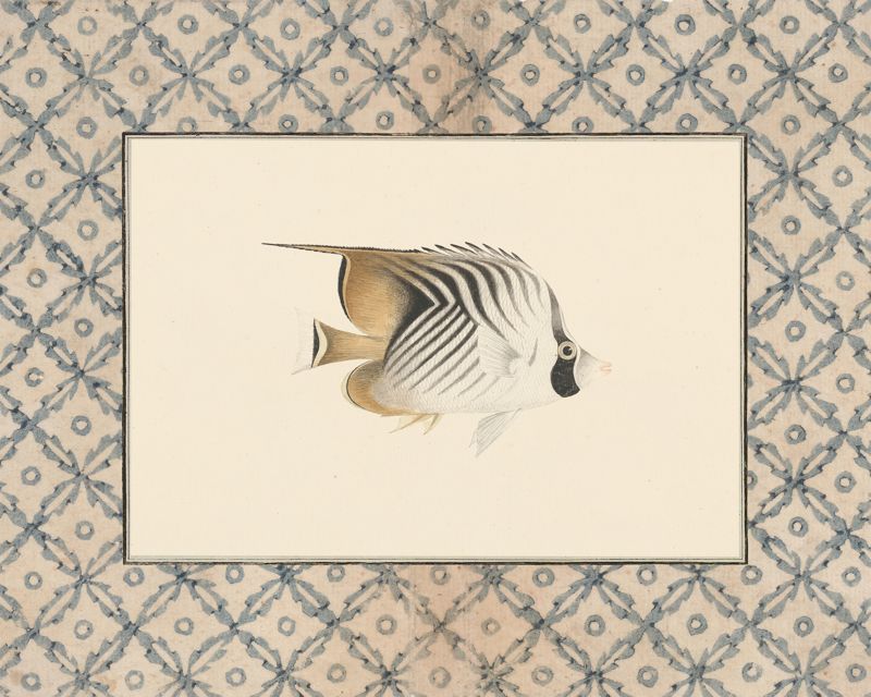 Vintage striped cream and gold butterflyfish art print with a blue lattice border, flat artwork image