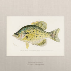 Calico Bass, Antique Fish Art | Unframed