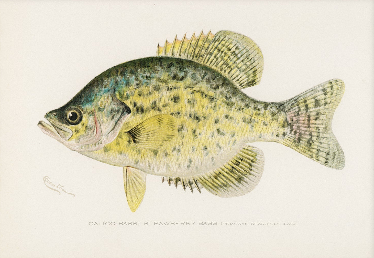 Calico Bass, Antique Fish Art | Unframed