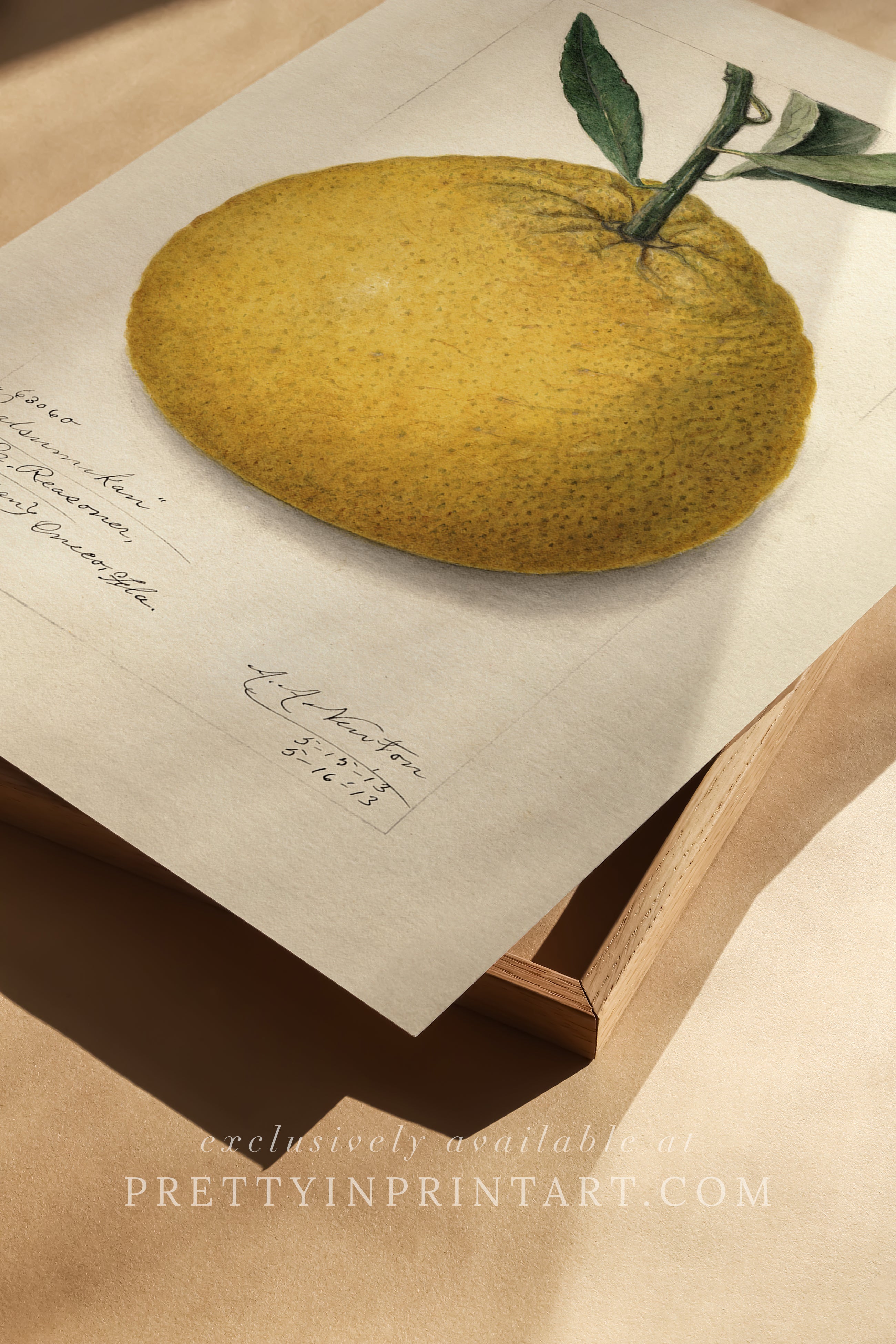 Framed Vintage Fruit Art | Citrus 009