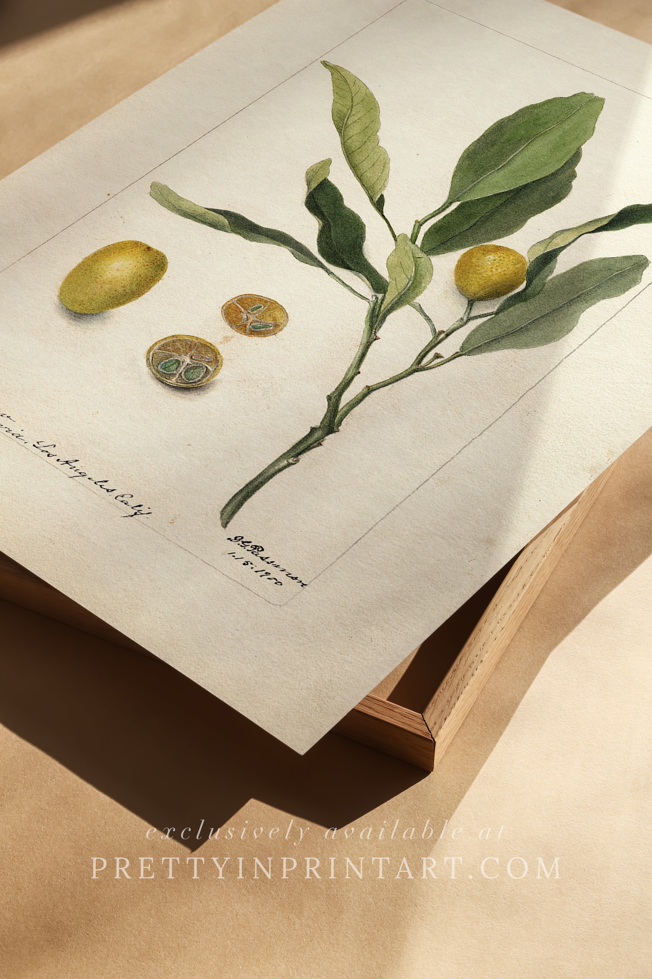 Black bobbin frame with vintage fruit botanical still life art for cottagecore, farmhouse, and traditional interiors
