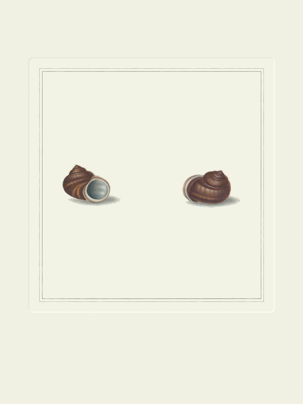 Vintage glossy snail shells art print
