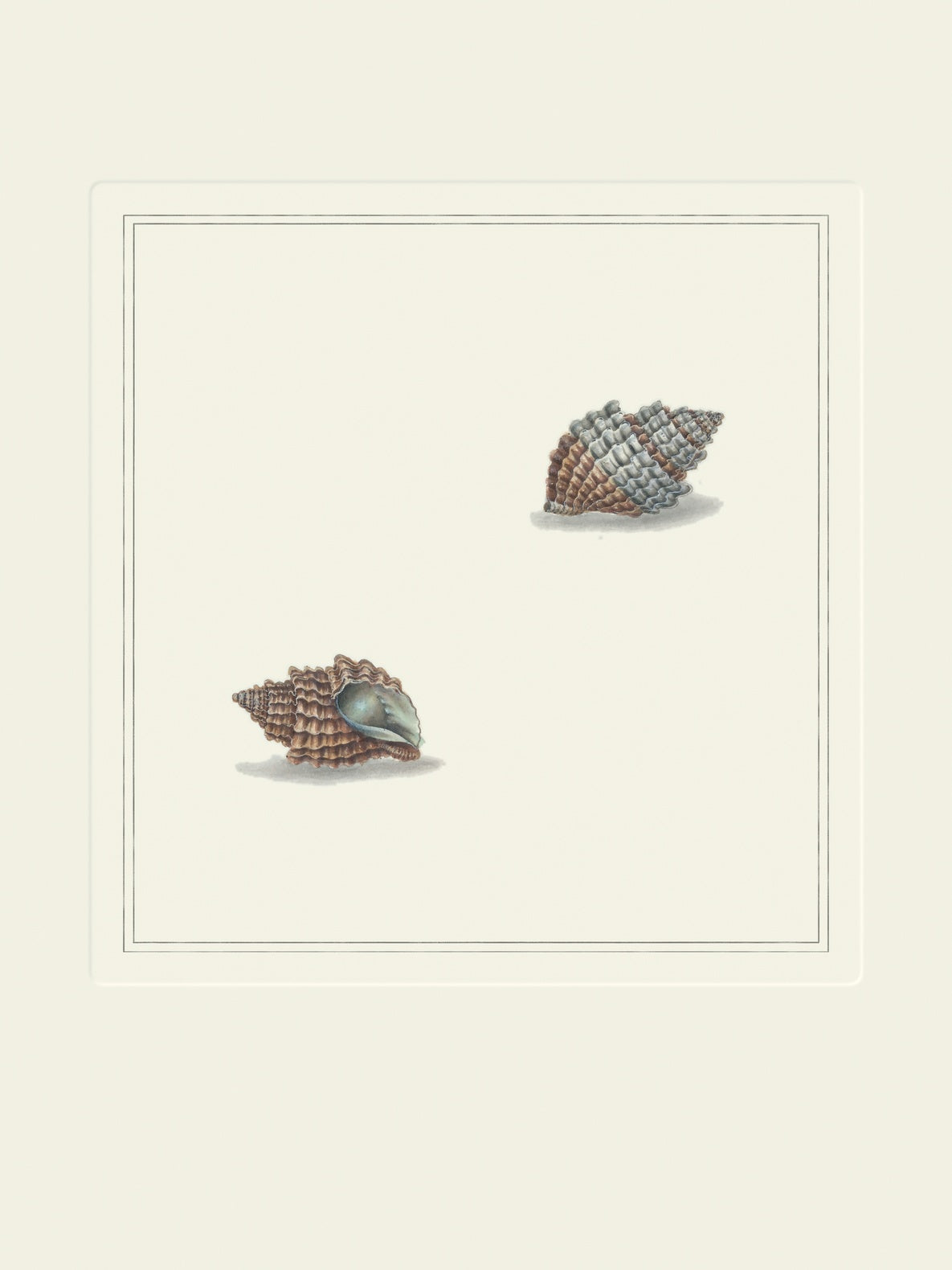 Vintage grey dog whelk shells art print