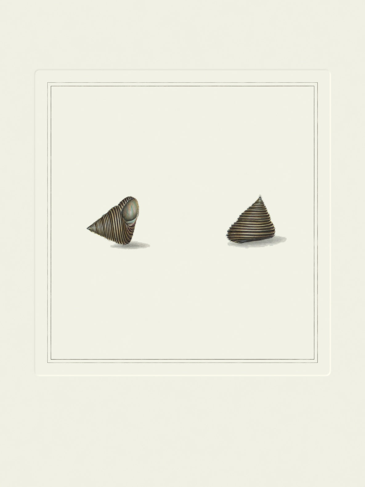 Vintage olive top shells art print