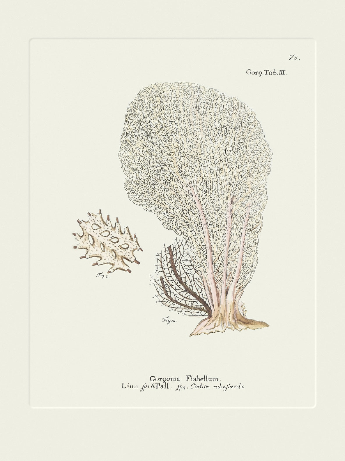 Vintage pale sea fan study art print, antique natural history plate