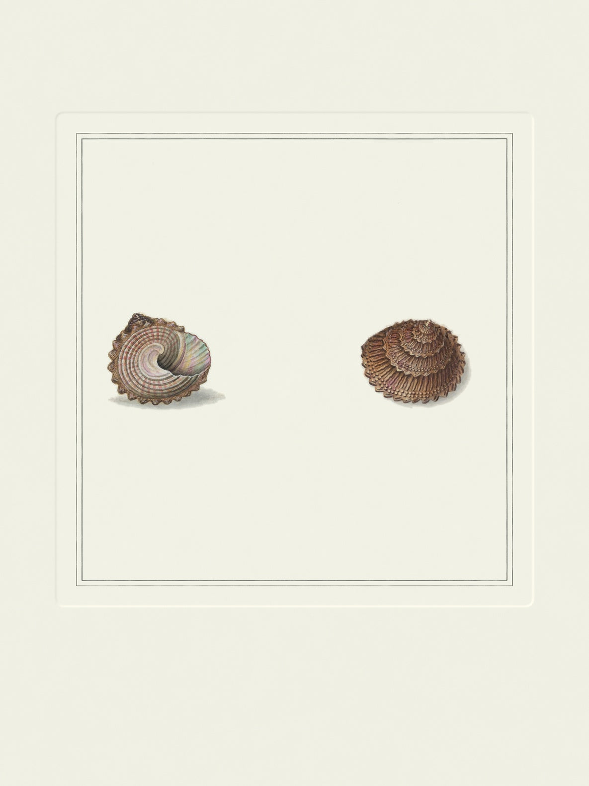 Vintage ridged top shells art print