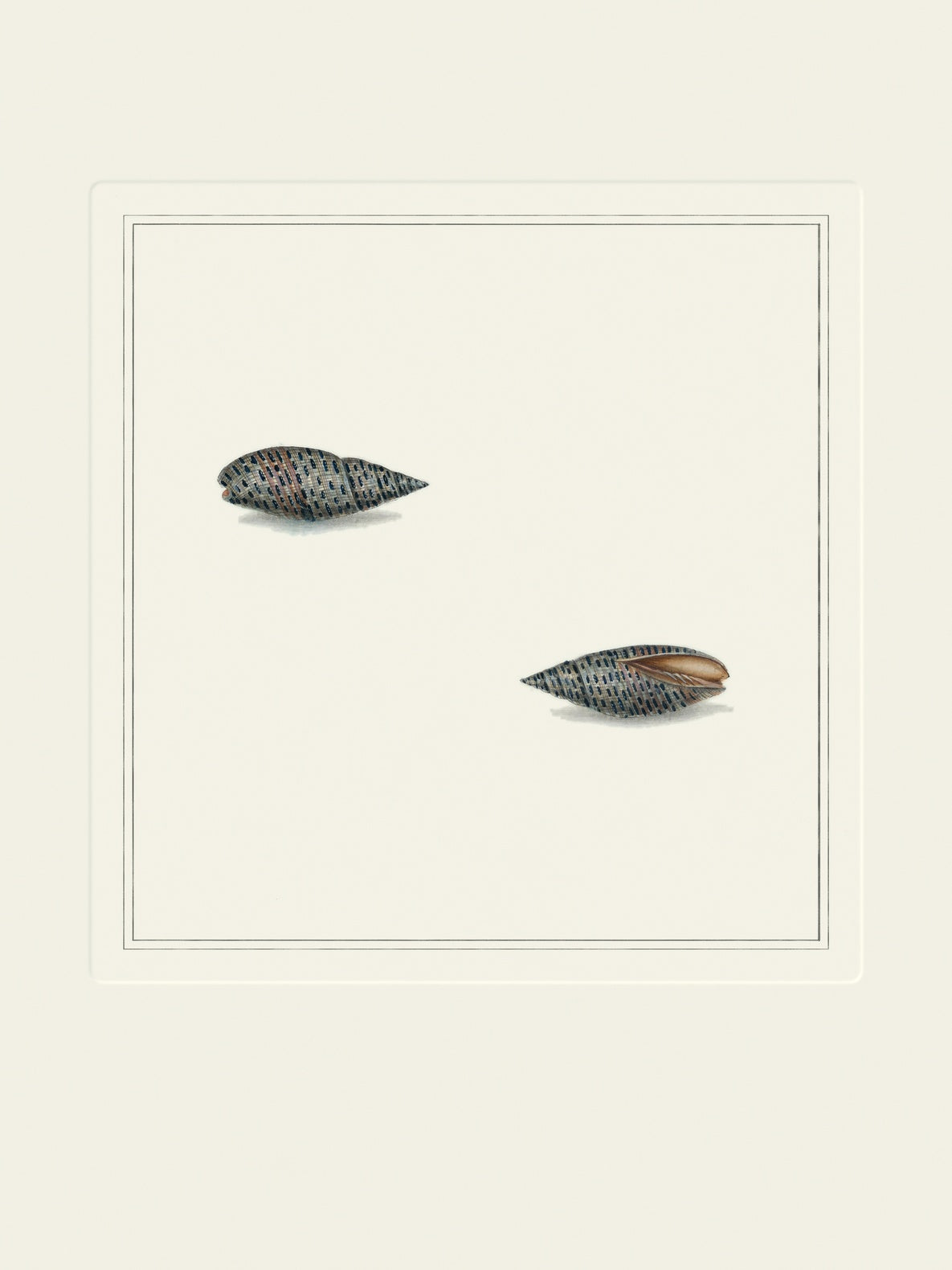 Vintage speckled mitre shells art print