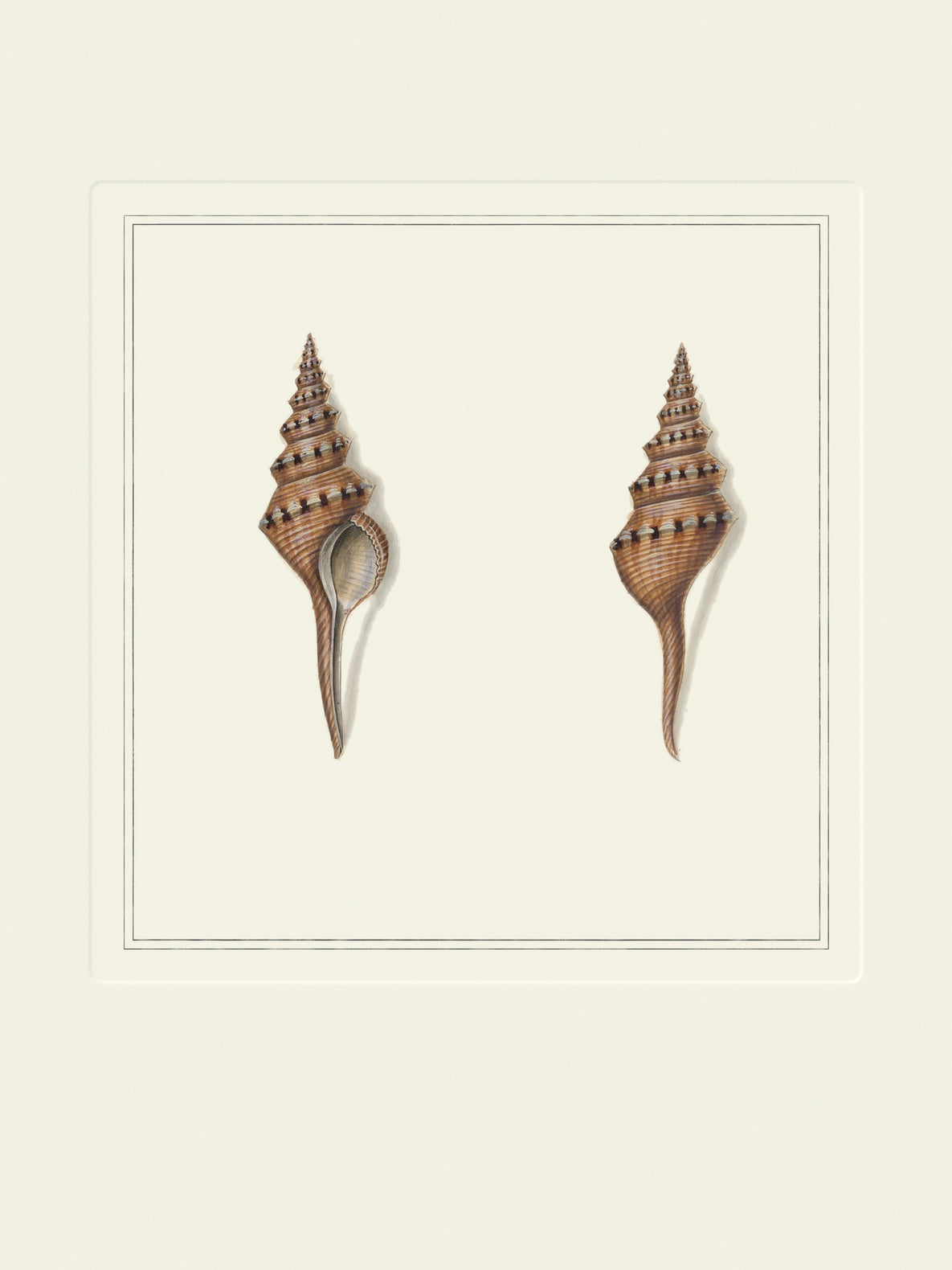 Vintage spindle shells art print