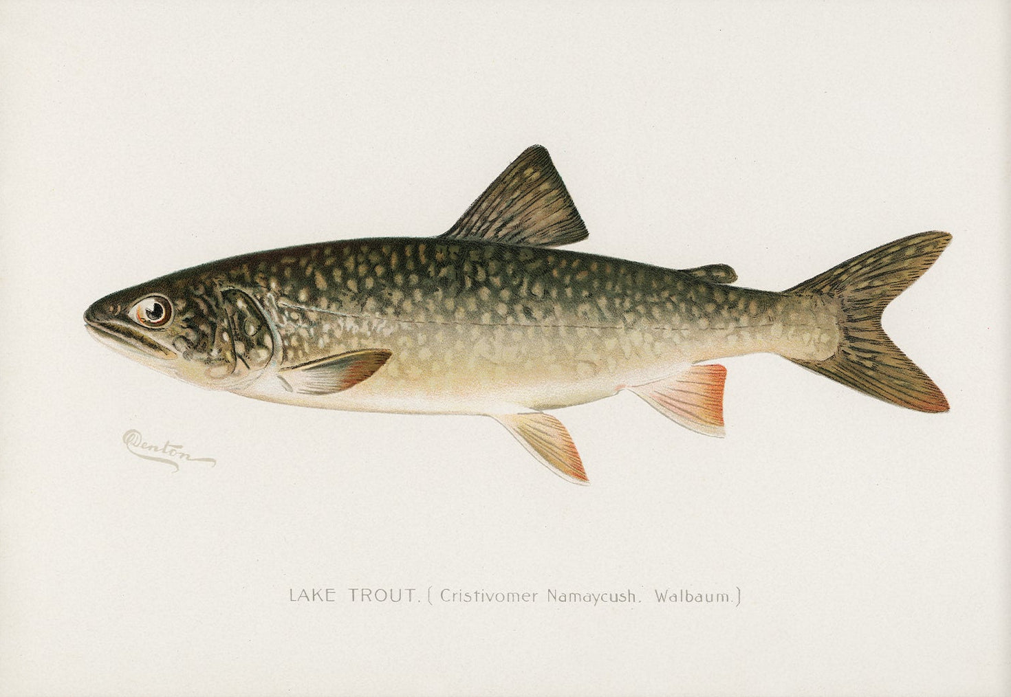Lake Trout, Antique Fish Art | Unframed