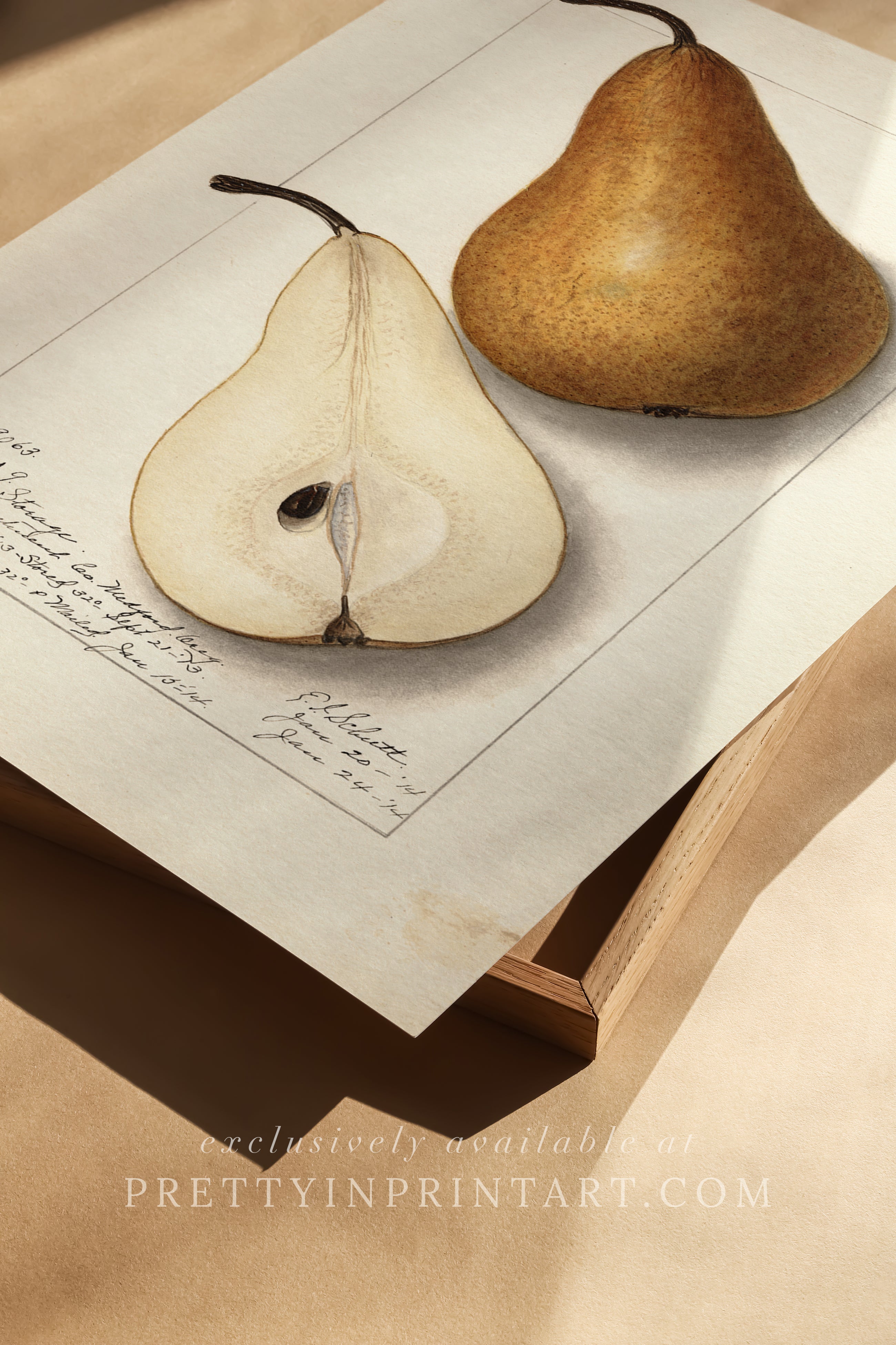 Framed Vintage Fruit Art | Pear 002