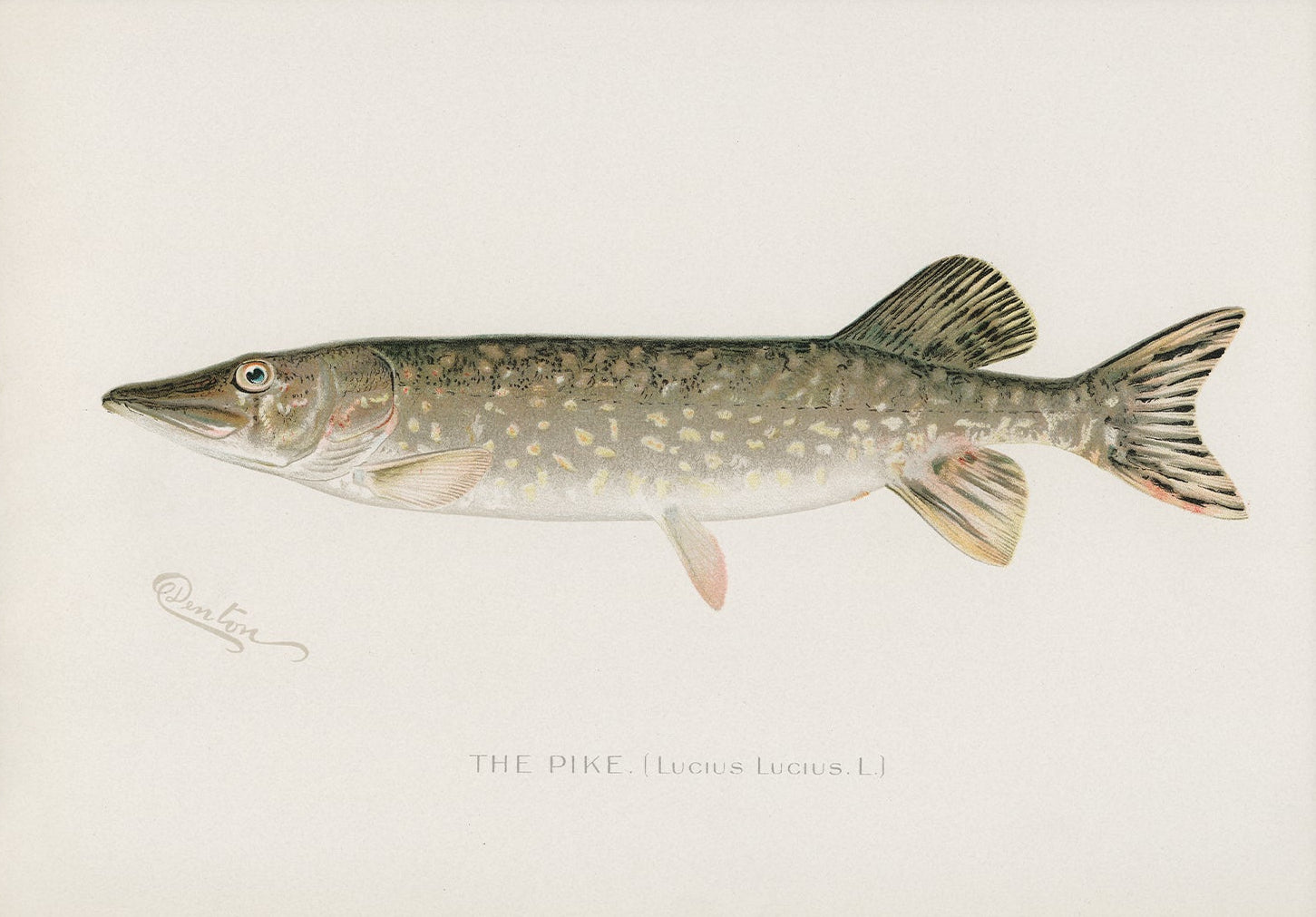 The Pike, Antique Fish Art | Unframed Print