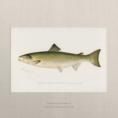 Atlantic Salmon, Antique Fish Art | Unframed