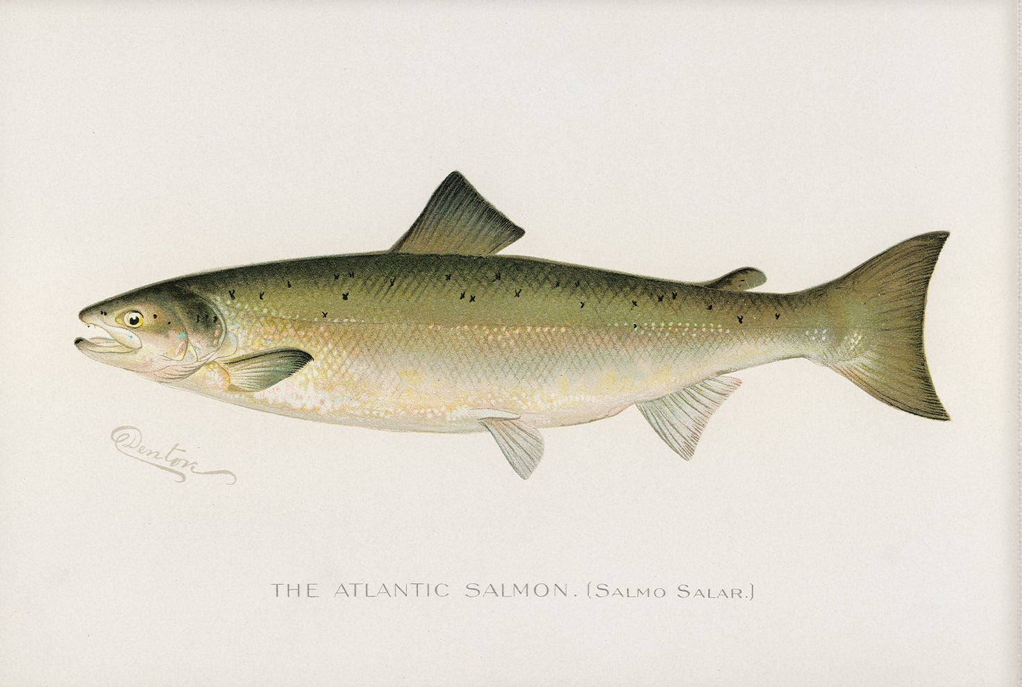 Atlantic Salmon, Antique Fish Art | Unframed