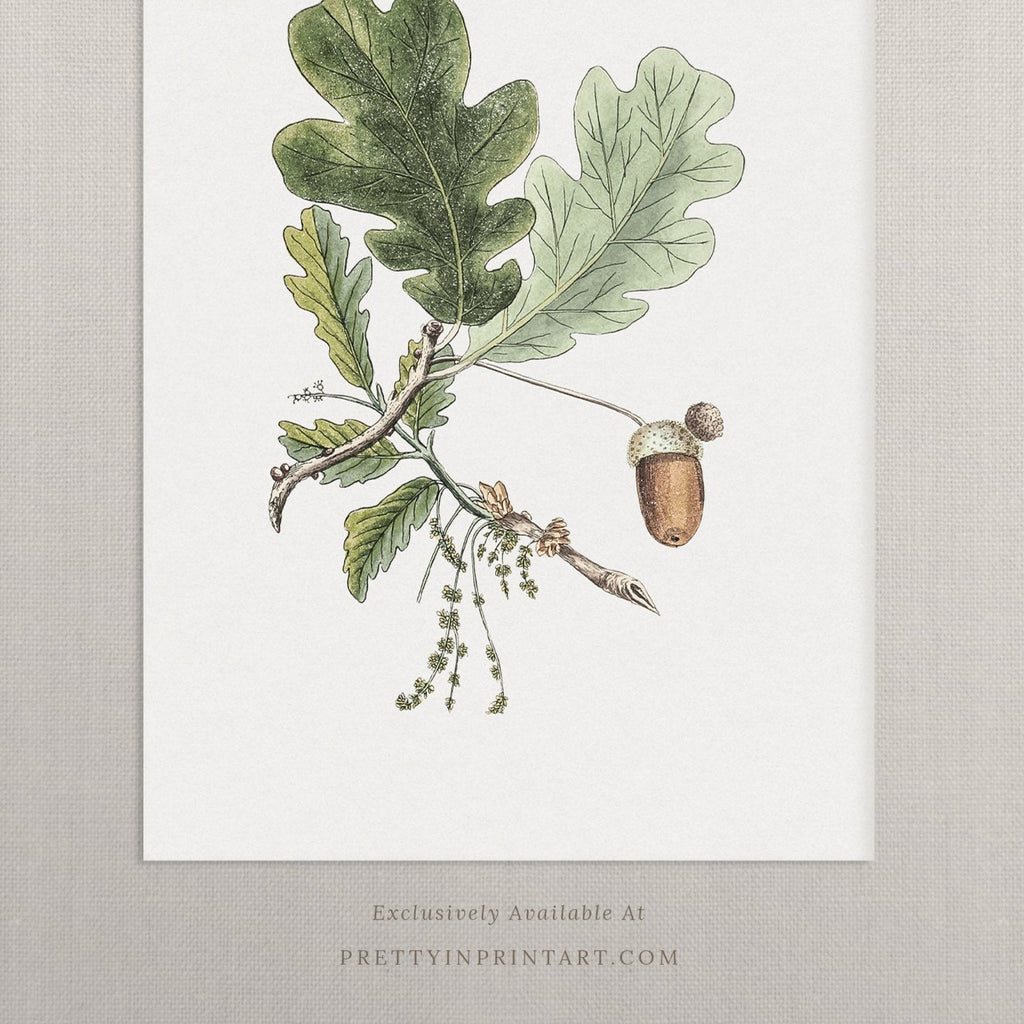 Still Life Oak Acorn Art 00526