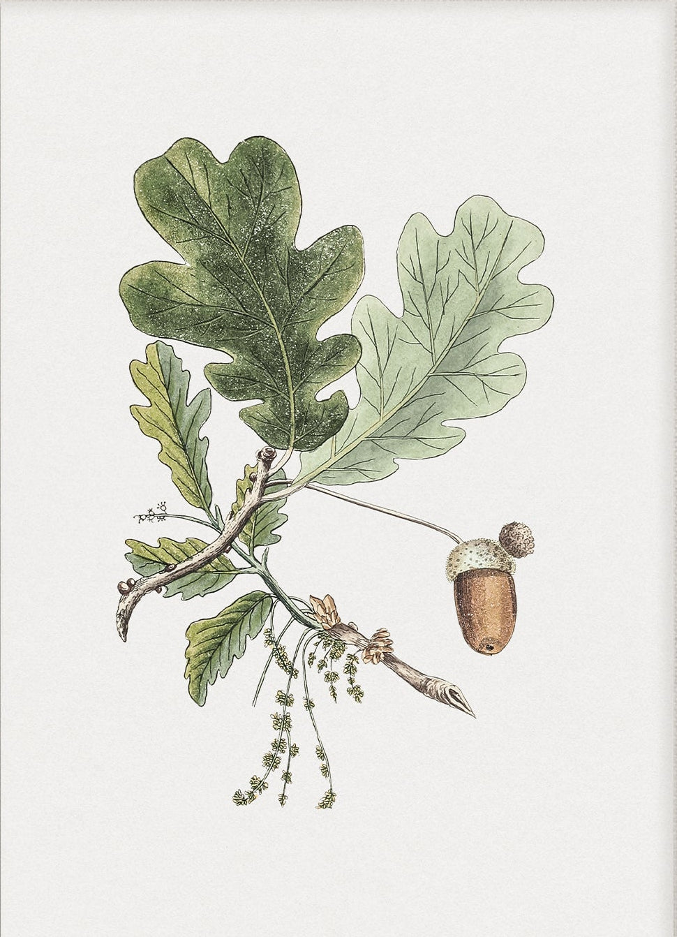 Still Life Oak Acorn Art 00526 | Unframed