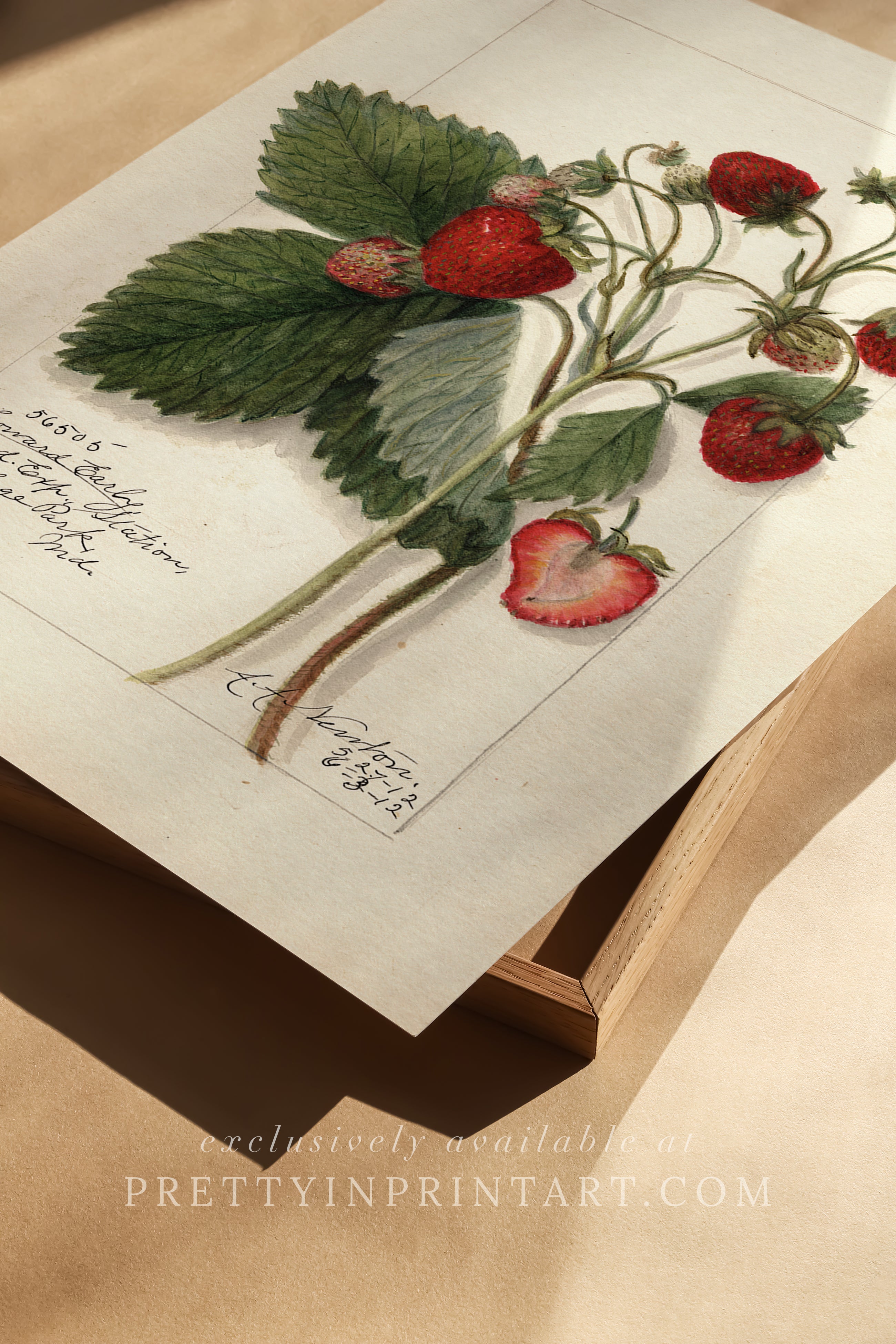 Black bobbin frame with vintage fruit botanical still life art for cottagecore, farmhouse, and traditional interiors