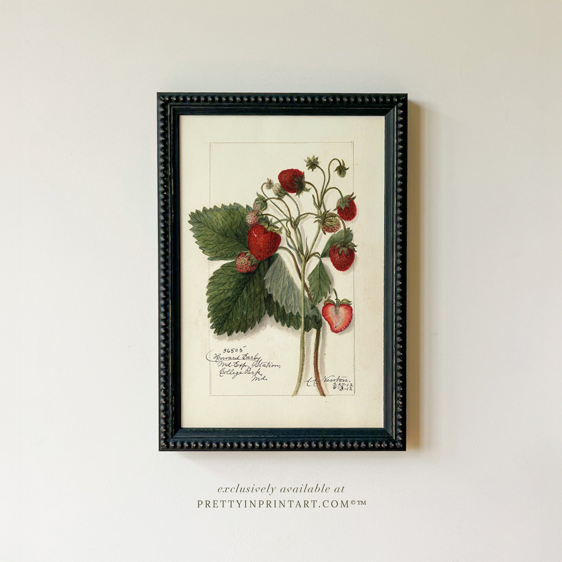 Black bobbin frame with vintage fruit botanical still life art for cottagecore, farmhouse, and traditional interiors