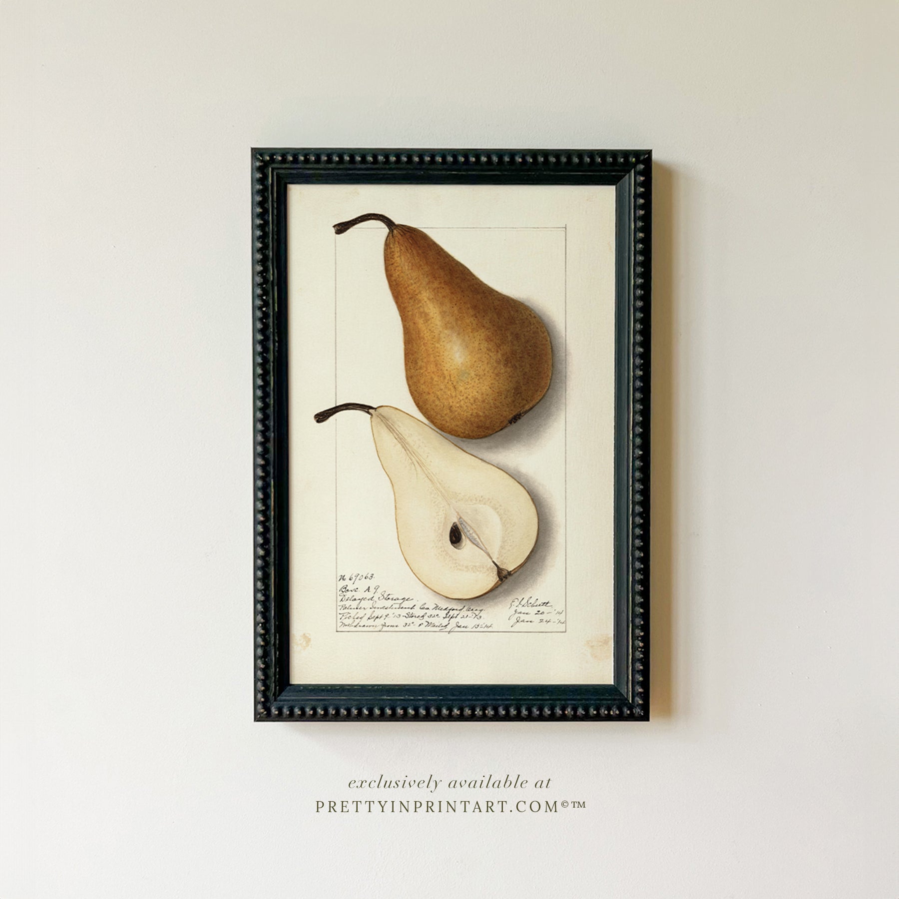 Framed Vintage Fruit Art | Pear 002