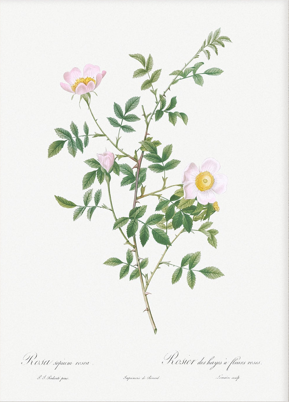 Vintage Flower Art 00531 | Unframed