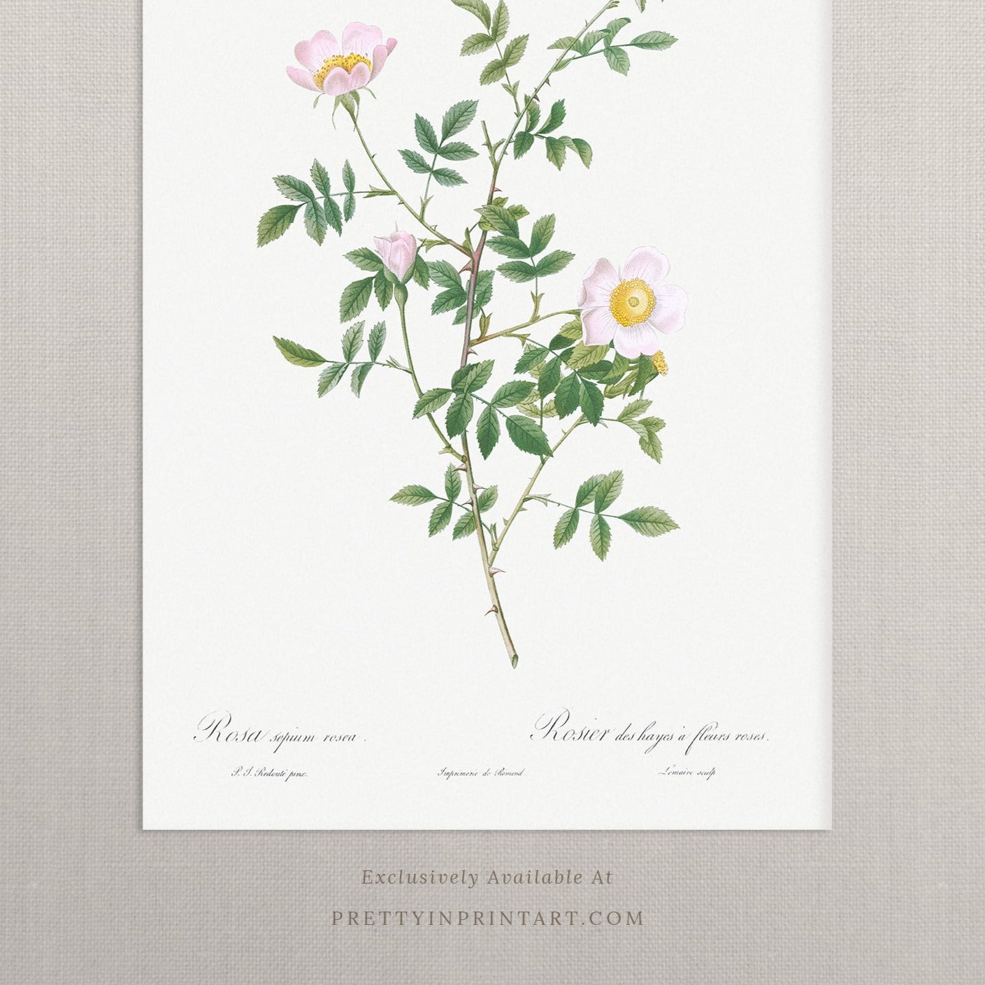 Vintage Flower Art 00531 | Unframed